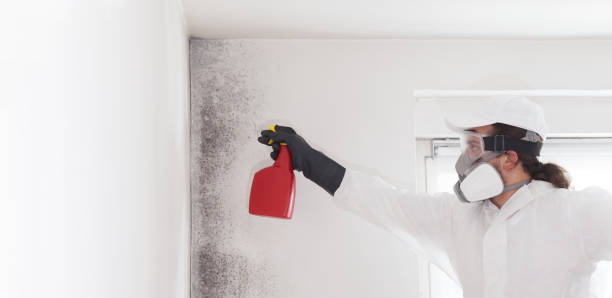 Mold Removal and Inspection in Hobart, WA