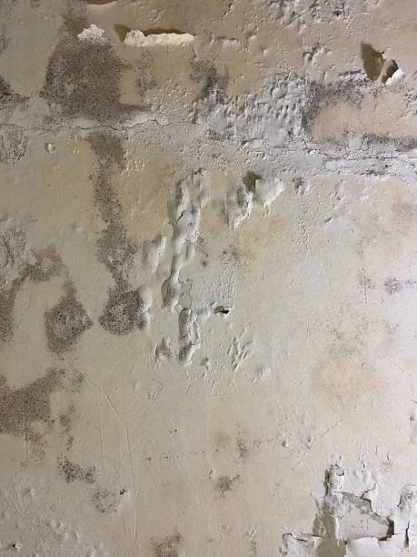 Best Mold Removal and Inspection  in Hobart, WA