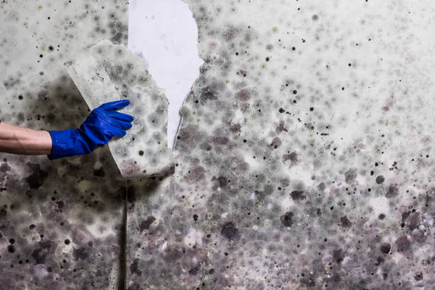 Attic Mold Removal in Hobart, WA